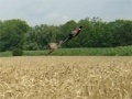 Spel Pheasant Hunting