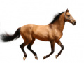 Spel Create Your Own Horse