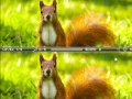 Spel Squirrel difference