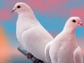 Spel Lovely white doves slide puzzle