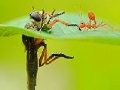 Spel Little ant and leaf slide puzzle
