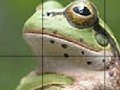 Spel Sweet Green Frog Slide Puzzle
