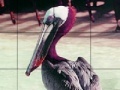 Spel Pink headed pelican slide puzzle