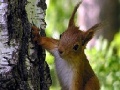 Spel Cute squirrels slide puzzle