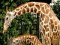 Spel Giraffes in the forest slide puzzle