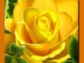 Spel Yellow Roses