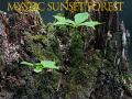 Spel Mystic sunset forest