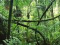 Spel Jigsaw puzzle: Rainforest