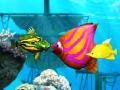 Spel Big Fish Eat Small Fish