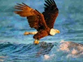 Spel Animals Jigsaw Puzzle Eagle