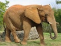 Spel Animals Jigsaw Puzzle - Elephants