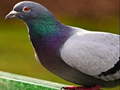 Spel Pigeon Jigsaw Puzzle