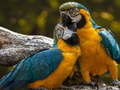 Spel Parrot Jigsaw