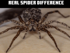 Spel Real Spider Difference