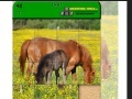Spel Horse Puzzle